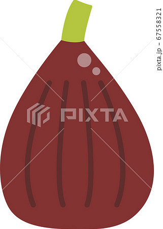 いちじくのイラストのイラスト素材