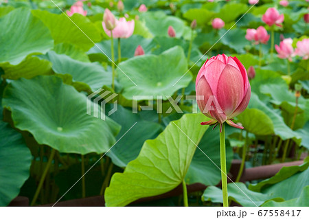 早朝の池に咲く美しい古代ハスの花 67558417