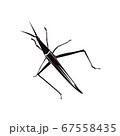 Grasshopper silhouette on a white background 67558435