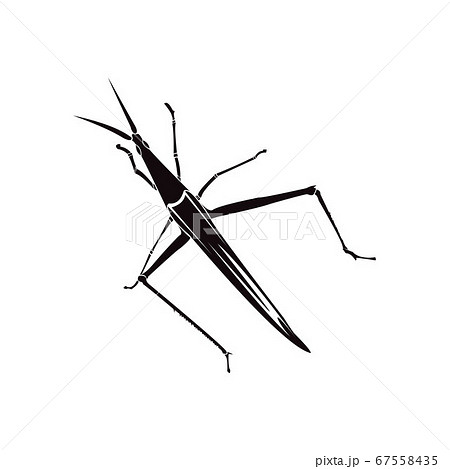 Grasshopper silhouette on a white background Grasshopper silhouette on a white background 67558435