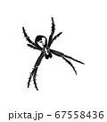 Spider Silhouette on white background 67558436