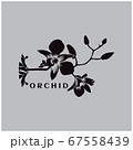 Silhouette of orchids on a white background 67558439