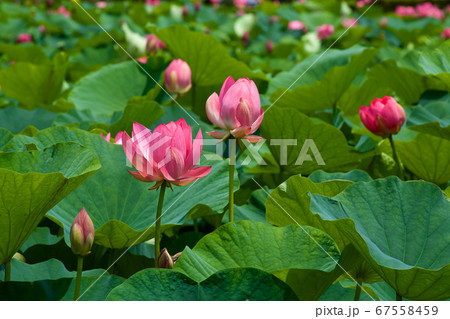 早朝の池に咲く美しい古代ハスの花 早朝の池に咲く美しい古代ハスの花 67558459
