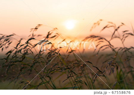 beautiful summer sunset in the field, orange sun over a field with grass 67558676