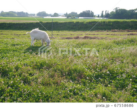 草を食べるやぎ(引き) 67558686