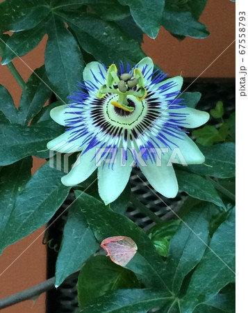 シンガポールで撮影しトケイソウ 時計草 の花の写真素材