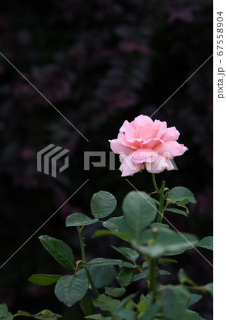 黒と薔薇 67558904