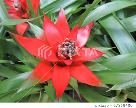 グズマニア 67559406