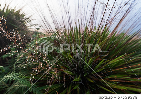 Close up view on spider web on early morning. Close up view on spider web on early morning. 67559578