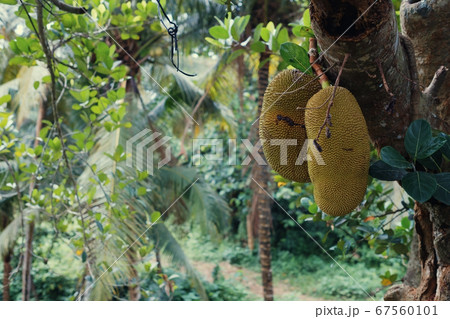 Big jackfruits on a tree in Indonesia Bali. Big jackfruits on a tree in Indonesia Bali. 67560101