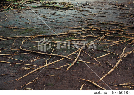 Tropical tree roots 67560102