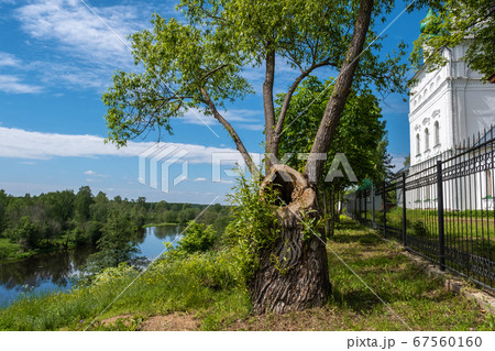 An old tree with a large hollow near the white 67560160