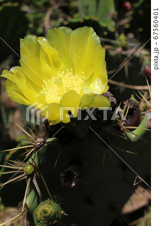 茨城 神栖 ウチワサボテンの花 茨城 神栖 ウチワサボテンの花 67560401