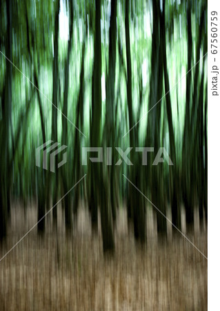 Green Forest 67560759