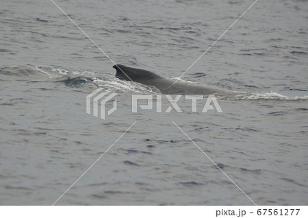 ザトウクジラの背びれ(慶良間諸島 近海/沖縄県) ザトウクジラの背びれ(慶良間諸島 近海/沖縄県) 67561277