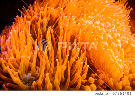 Sea anemone in ocean 67561401