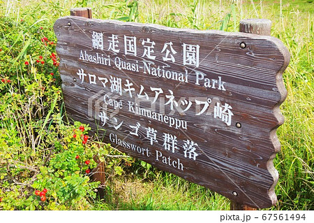 北海道 網走国定公園 サロマ湖キムアネップ崎サンゴ草群落 北海道 網走国定公園 サロマ湖キムアネップ崎サンゴ草群落 67561494