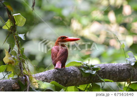 宮古島の朝の出会い　アカショウビン見返り美人 67561640