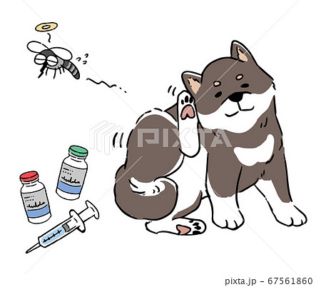 フィラリアの薬と耳がかゆい柴犬 フィラリアの薬と耳がかゆい柴犬 67561860