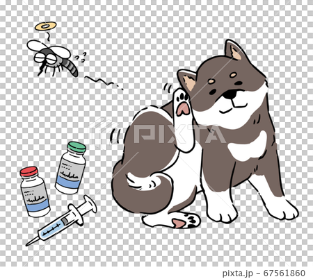 フィラリアの薬と耳がかゆい柴犬 フィラリアの薬と耳がかゆい柴犬 67561860