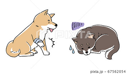 怪我をして体調の悪い柴犬 67562054