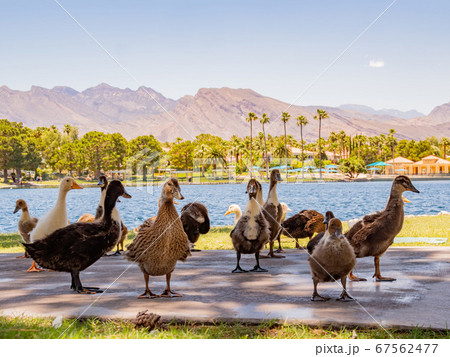 Many baby ducks walking on the ground Many baby ducks walking on the ground 67562477