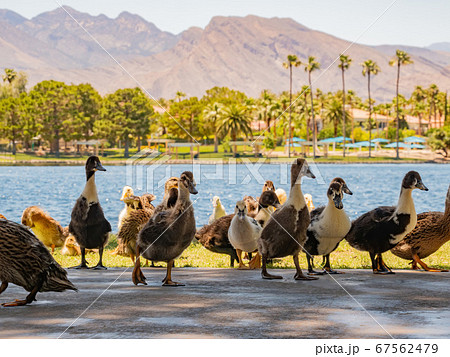 Many baby ducks walking on the ground Many baby ducks walking on the ground 67562479