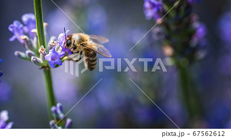 Close-up photo of a Honey Bee gathering nectar and 67562612