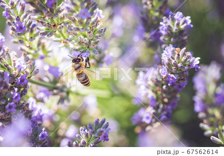 Close-up photo of a Honey Bee gathering nectar and Close-up photo of a Honey Bee gathering nectar and 67562614