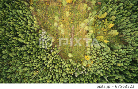 Deforest of green forest 67563522