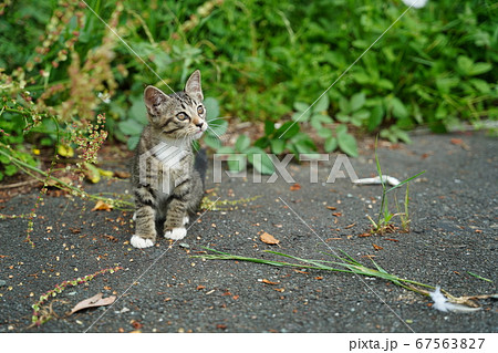 野良猫家族が猫じゃらしに夢中になって大興奮で飛びます 野良猫家族が猫じゃらしに夢中になって大興奮で飛びます 67563827