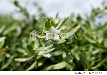 ミズガンピ 67564148