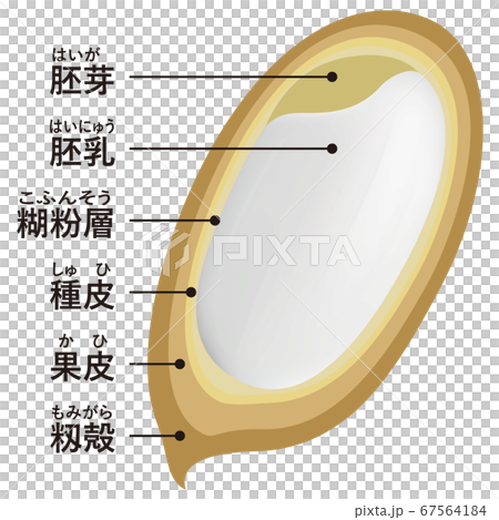 Rice (cross section) Rice (cross section) 67564184