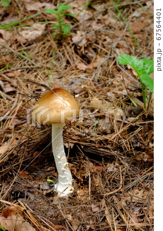 つぼのあるキノコ つぼのあるキノコ 67564401