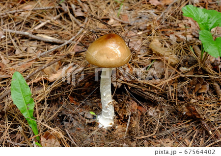 つぼのあるキノコの写真素材 [67564402] - PIXTA