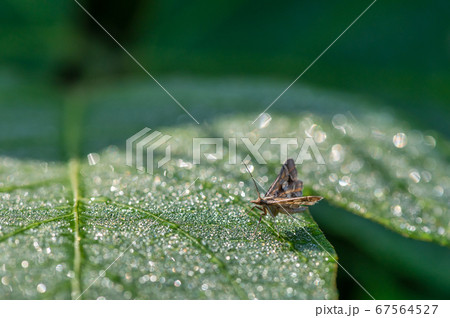 シロアヤヒメノメイガ 67564527