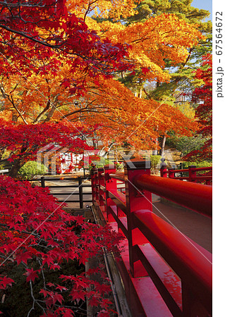 11月 弥彦公園もみじ谷 新潟の紅葉名所 の写真素材