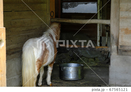 馬舎で餌を待つ馬の後ろ姿の写真素材