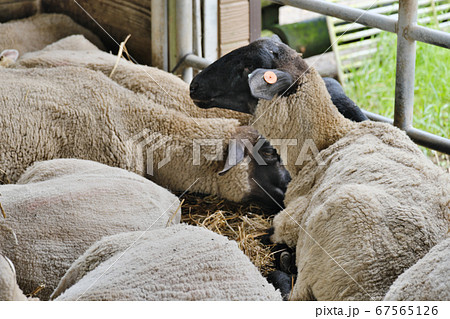 羊の小屋で体を休める黒羊の群れ 67565126
