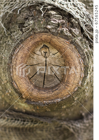 樹木の剪定跡 67565245