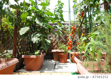 夏のベランダで野菜を育てヘルシー&節約生活 夏のベランダで野菜を育てヘルシー&節約生活 67565252