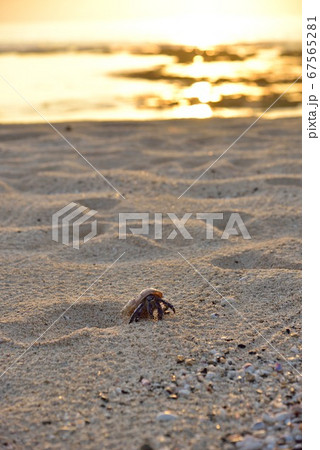 奄美大島　砂浜を散歩するオカヤドカリ　3 67565281