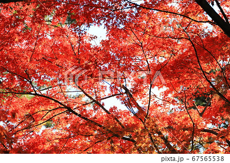 多摩川台公園　秋　紅葉　モミジ一面　東京都大田区 67565538