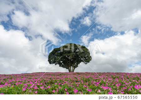 マザー牧場 ペチュニア 67565550