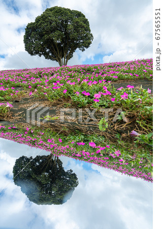 マザー牧場 ペチュニア 67565551