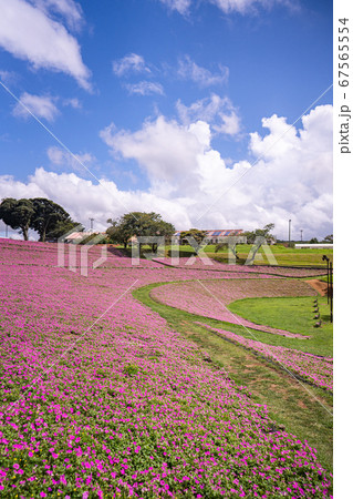 マザー牧場 ペチュニア マザー牧場 ペチュニア 67565554