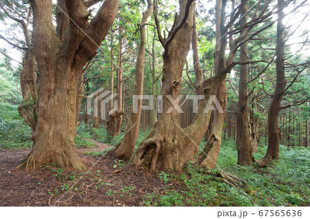 幻想の森の杉 幻想の森の杉 67565636