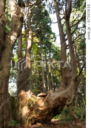 幻想の森の杉 幻想の森の杉 67565638