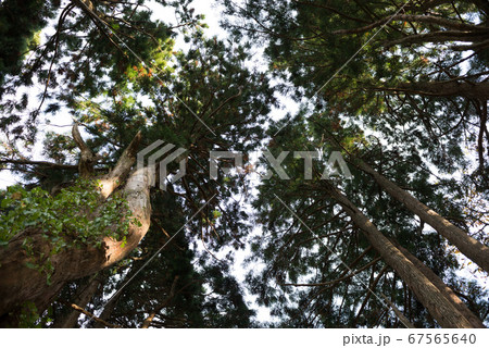幻想の森の杉 67565640