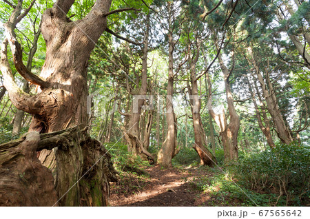 幻想の森の杉 幻想の森の杉 67565642